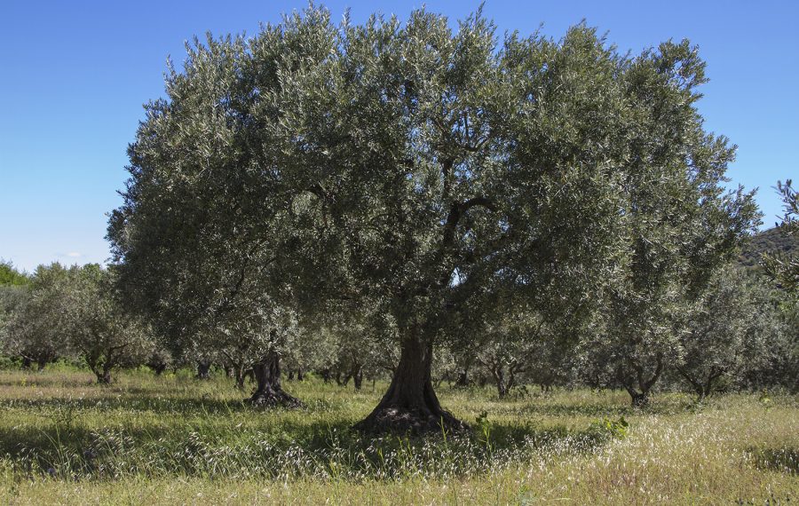 Connaître l’olivier | Essence arbre | EcoTree
