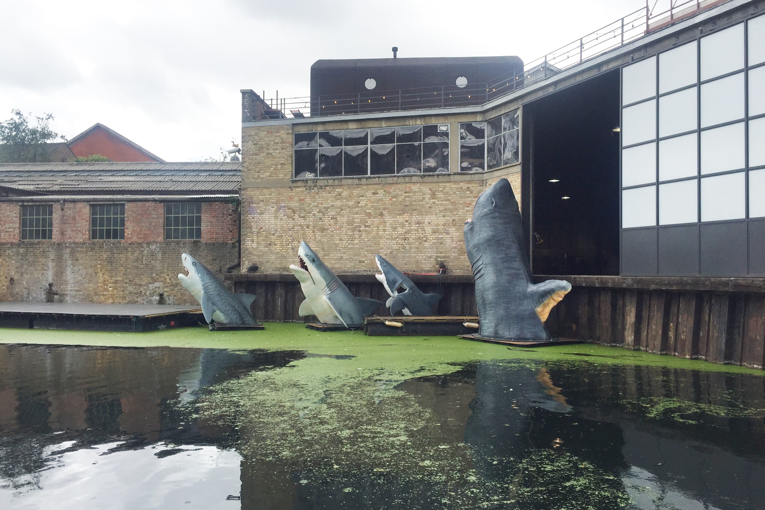 Council moves to halt architect’s shark installation
