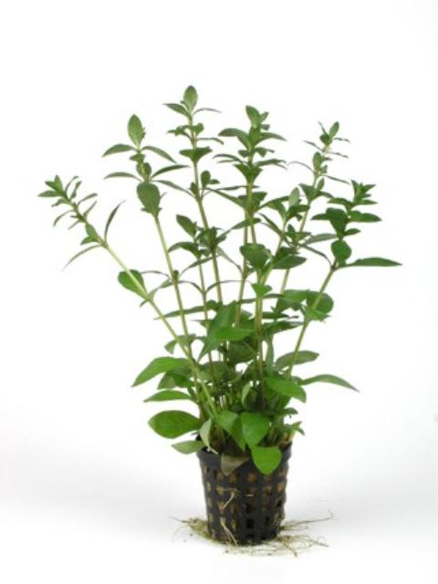 Hygrophila Polysperma Maidenhead Aquatics