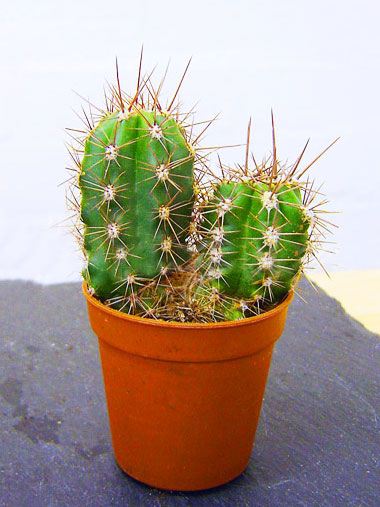 So cactus adaptations to collect water quickly and efficiently before the moisture evaporates away in the dry air are essential for the plant to survive. 1 Mini Cactus Succulents Cacti in Pot Easy Care Evergreen ...