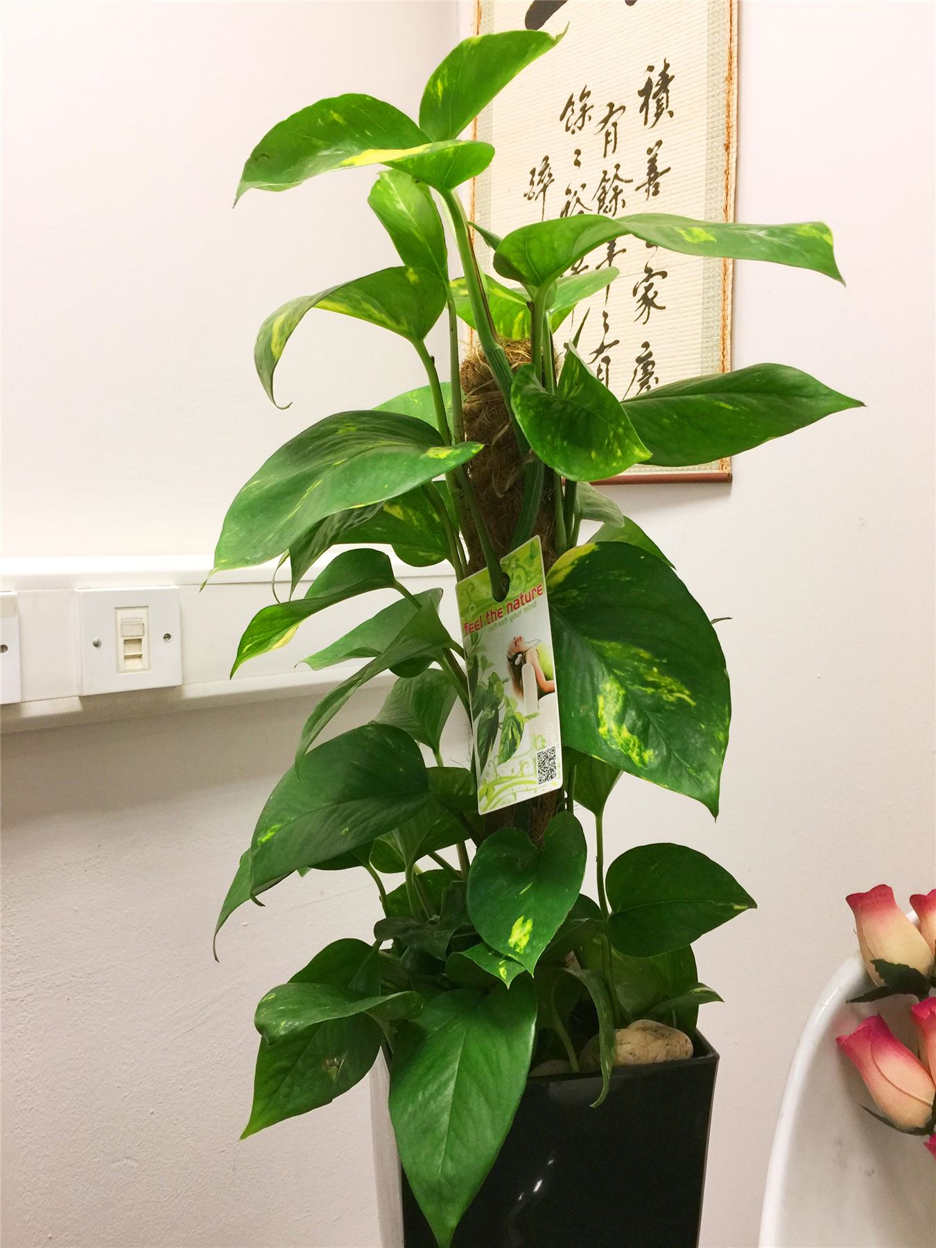 1 Devil's Ivy Golden Pothos Ivy Arum Evergreen Indoor