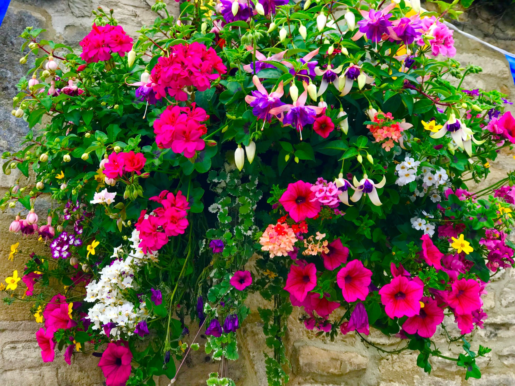 How to keep your hanging baskets looking 'spectacular' with these