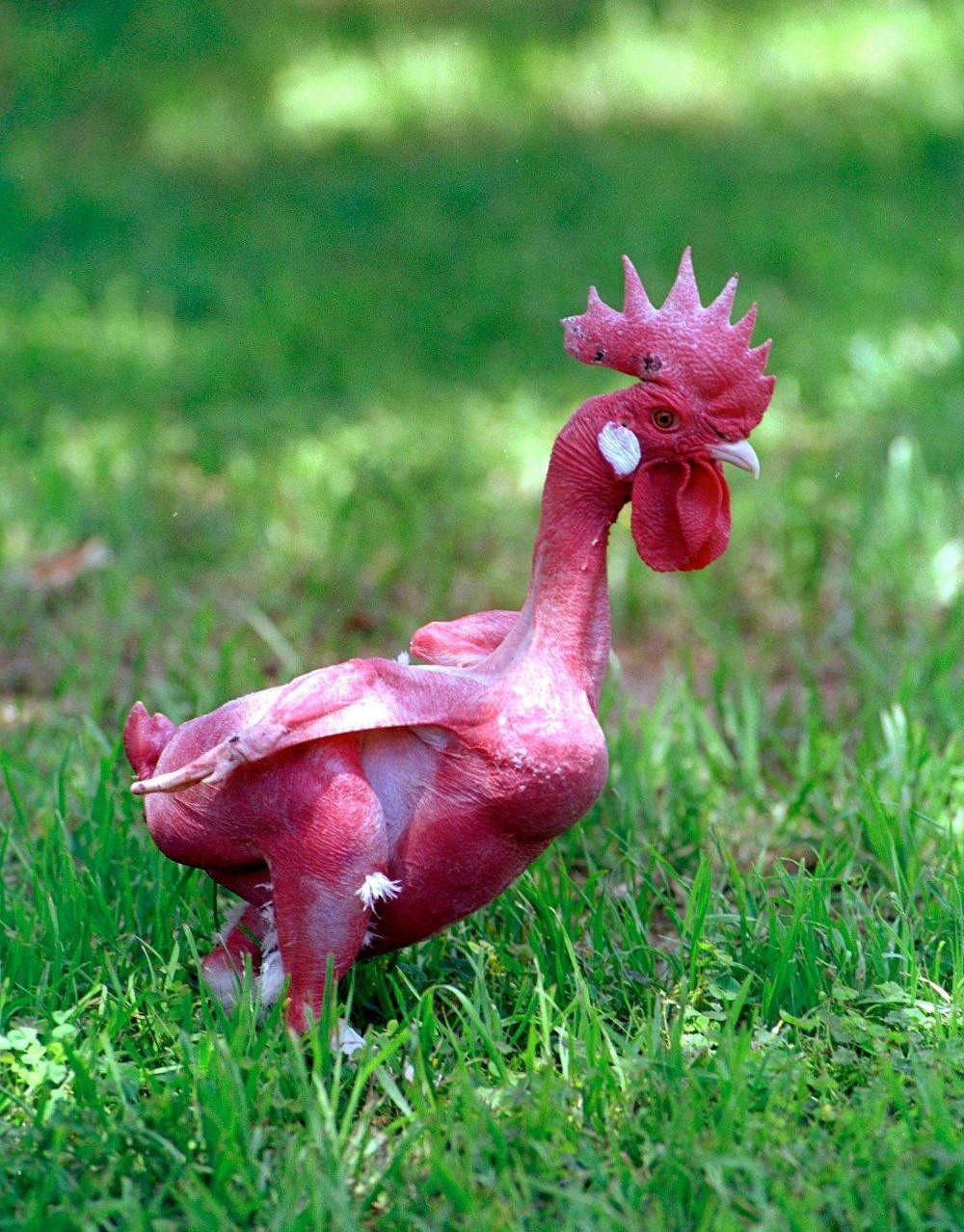 Featherless Chicken