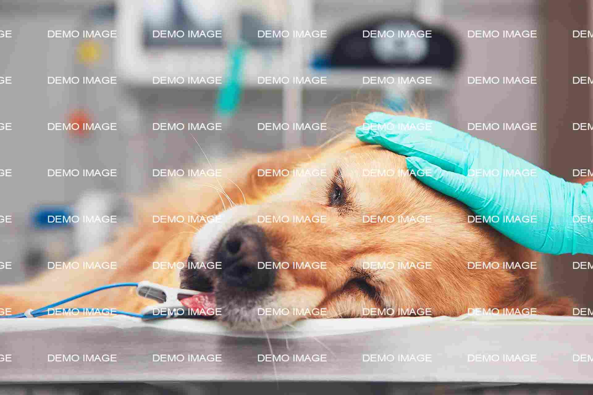 Is Acupuncture Right for Your Dog? Coronado Animal Clinic