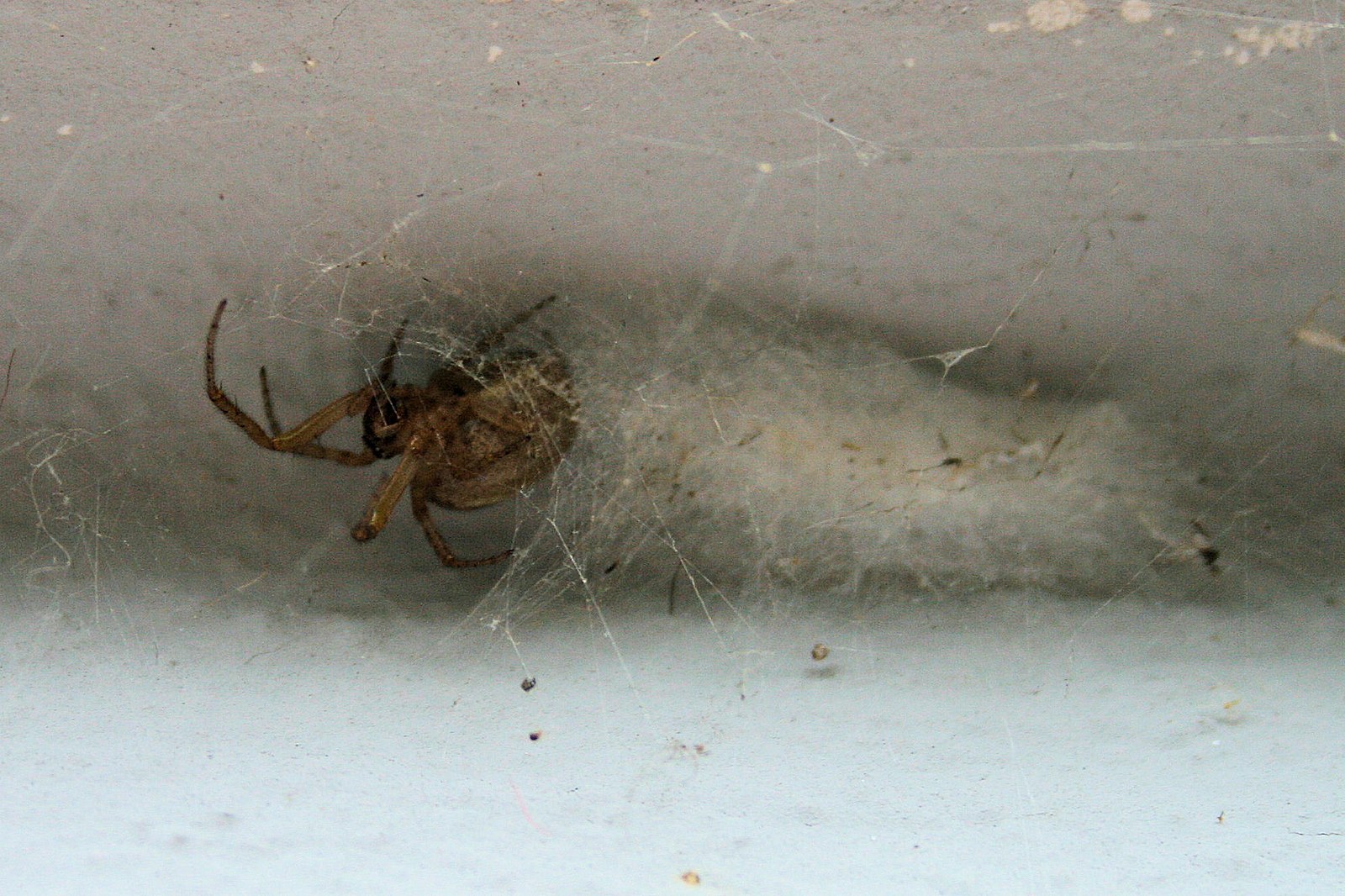 You can use a common 30p household item to stop spiders getting in your