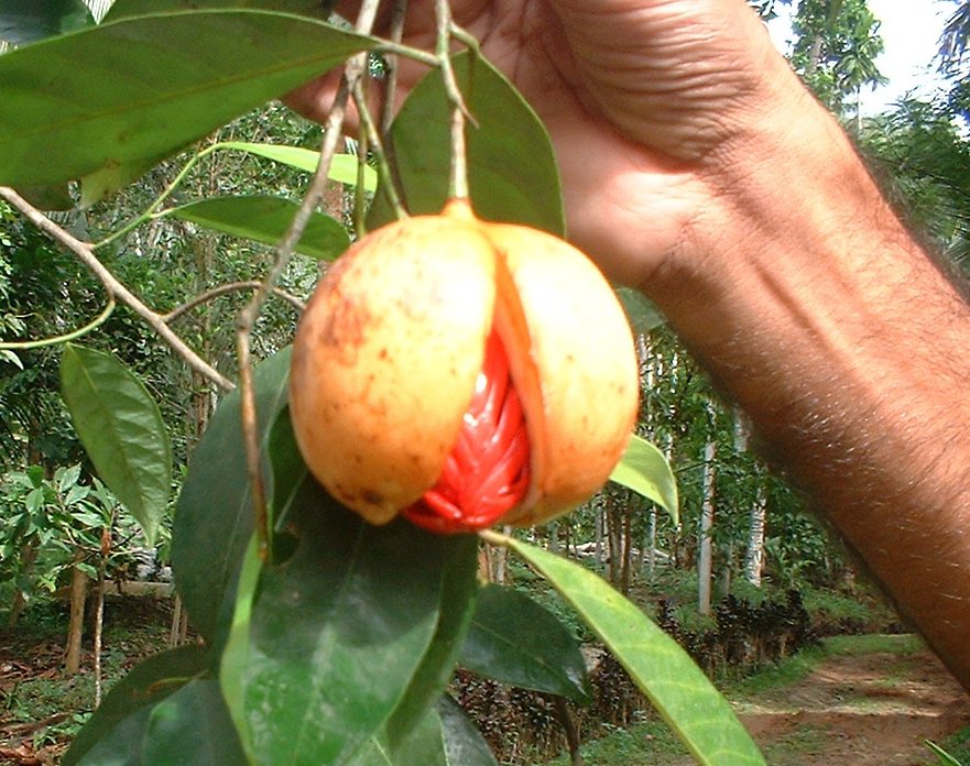 Nutmeg And Mace Spice In Photos