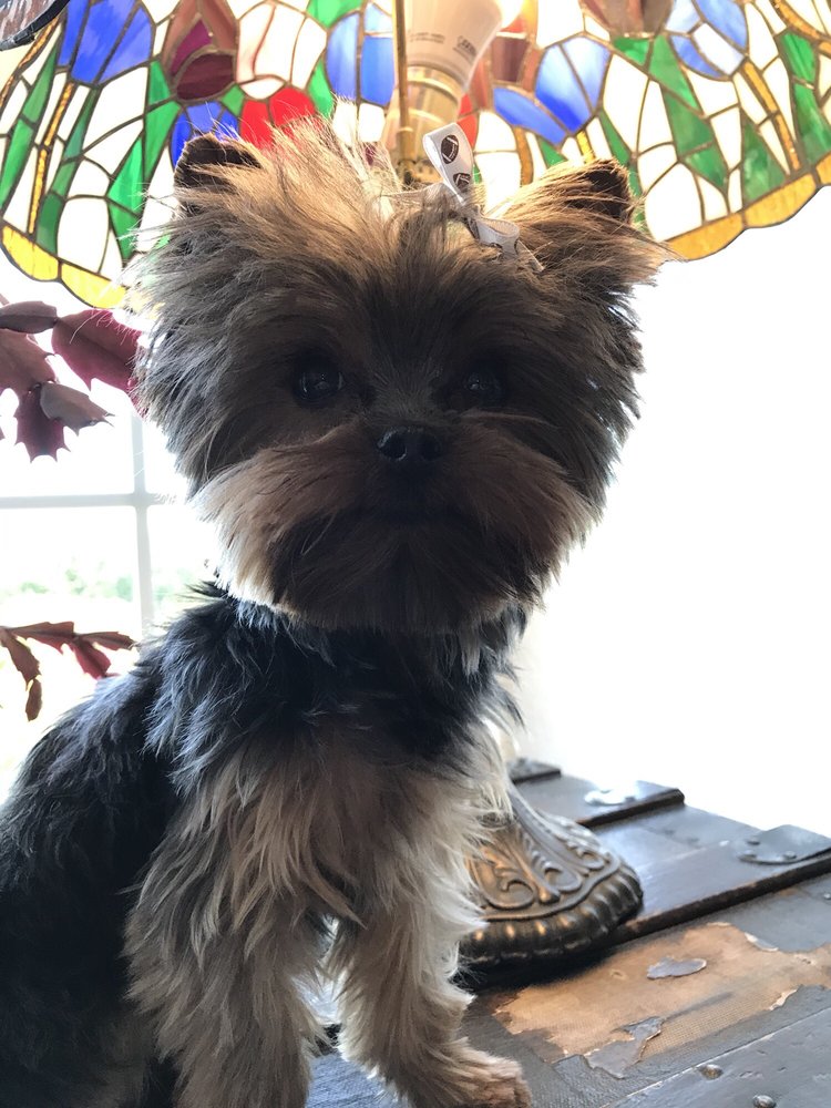 SHAWNA’S TOP NOTCH GROOMING Updated October 2024 1139 E Florence