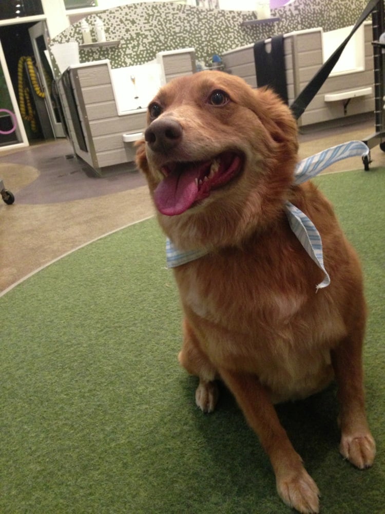 View Minneapolis Dog Grooming Gif Dog House Cute