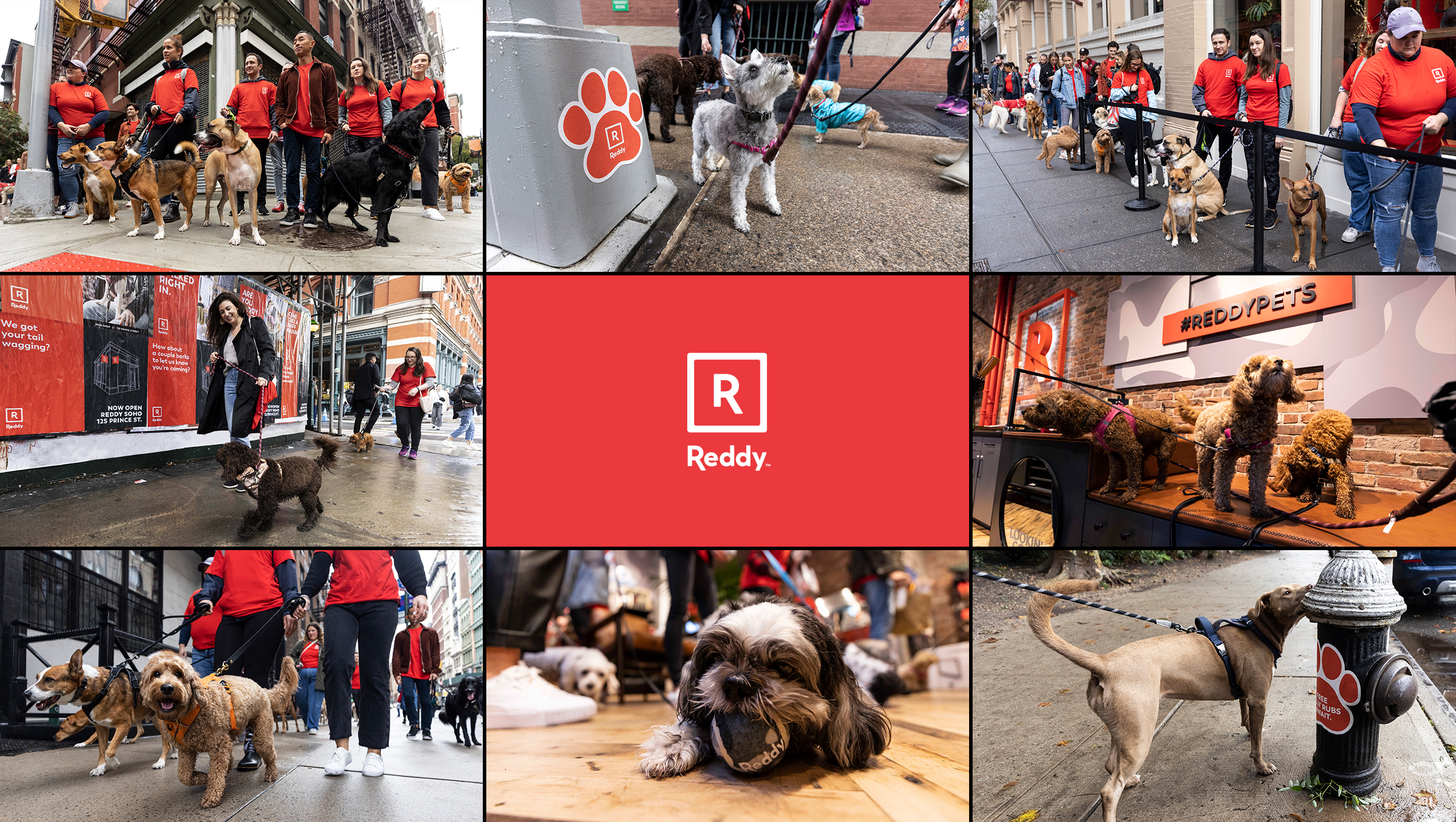 Petco's Reddy used scented pawprints to lure dogs to new store Ad Age