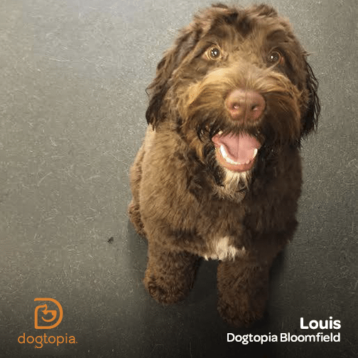 How Many Syllables Can Dogs Understand