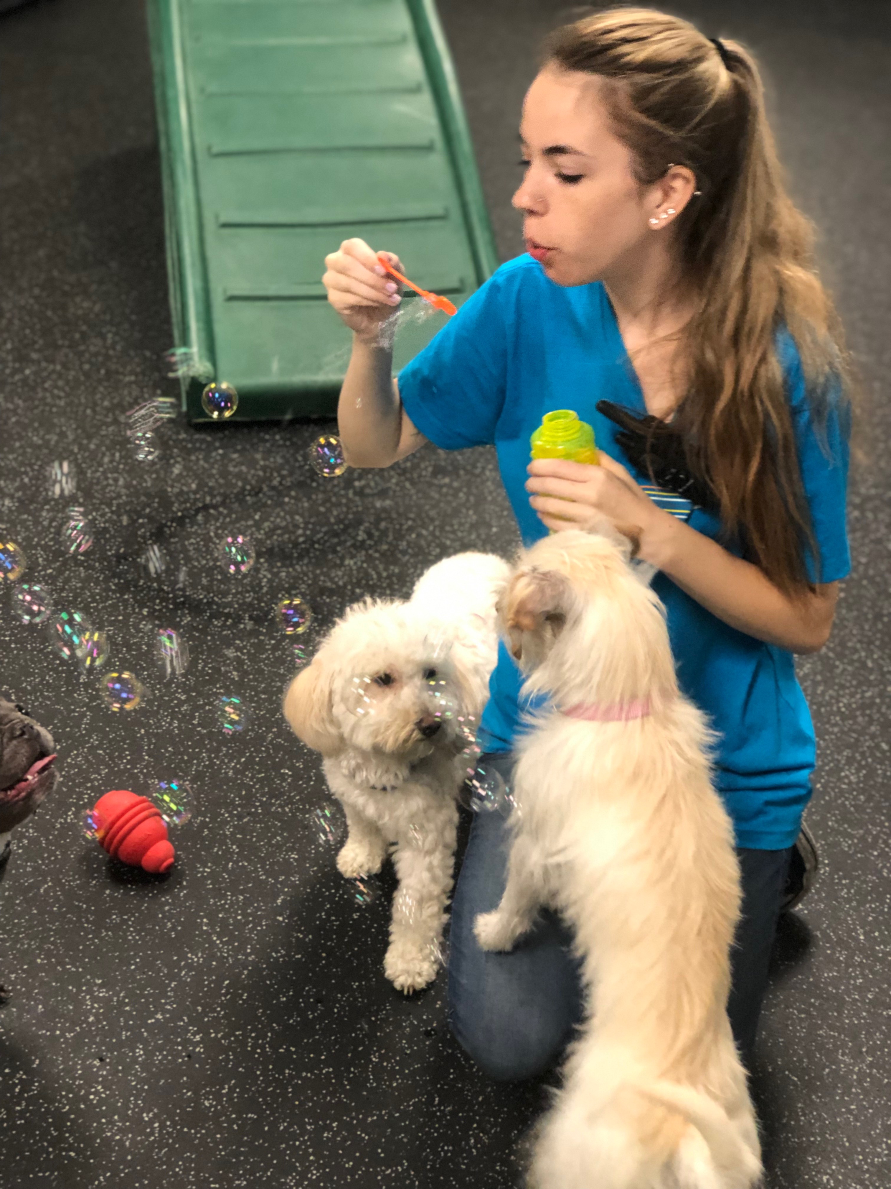 Dog Daycare, Spa, Boarding Dogtopia of Arcadia in Phoenix
