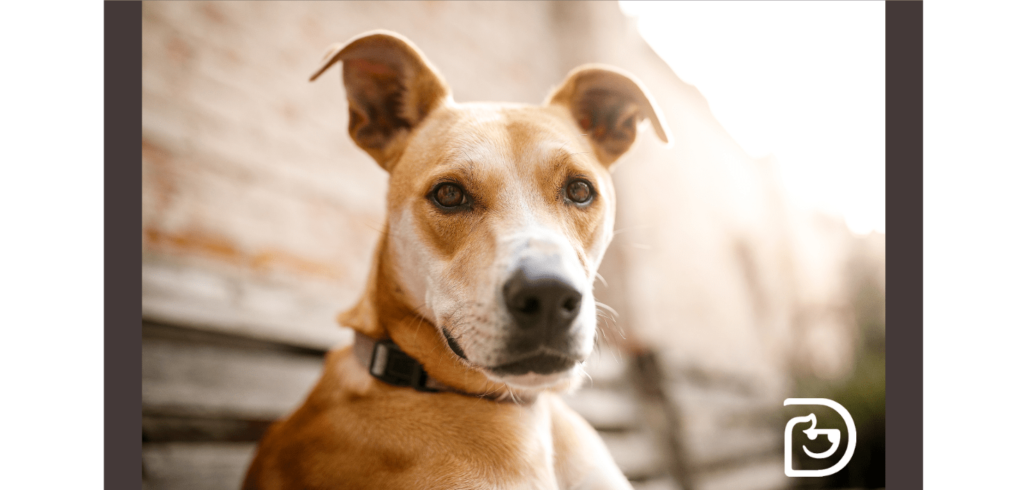 National Mutt Day Arlington Heights