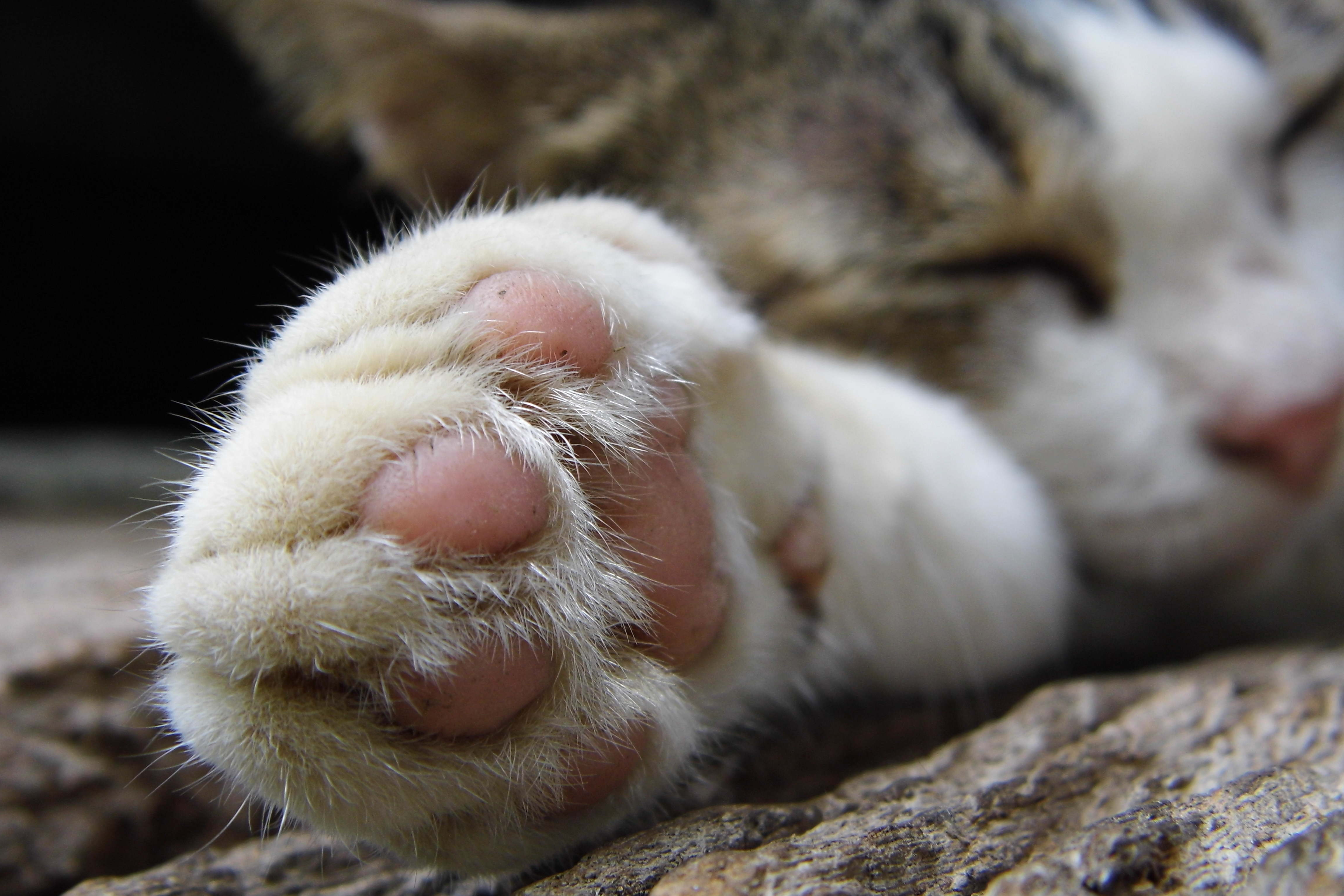 Pillow Paw Disease In Cats Captions Beautiful
