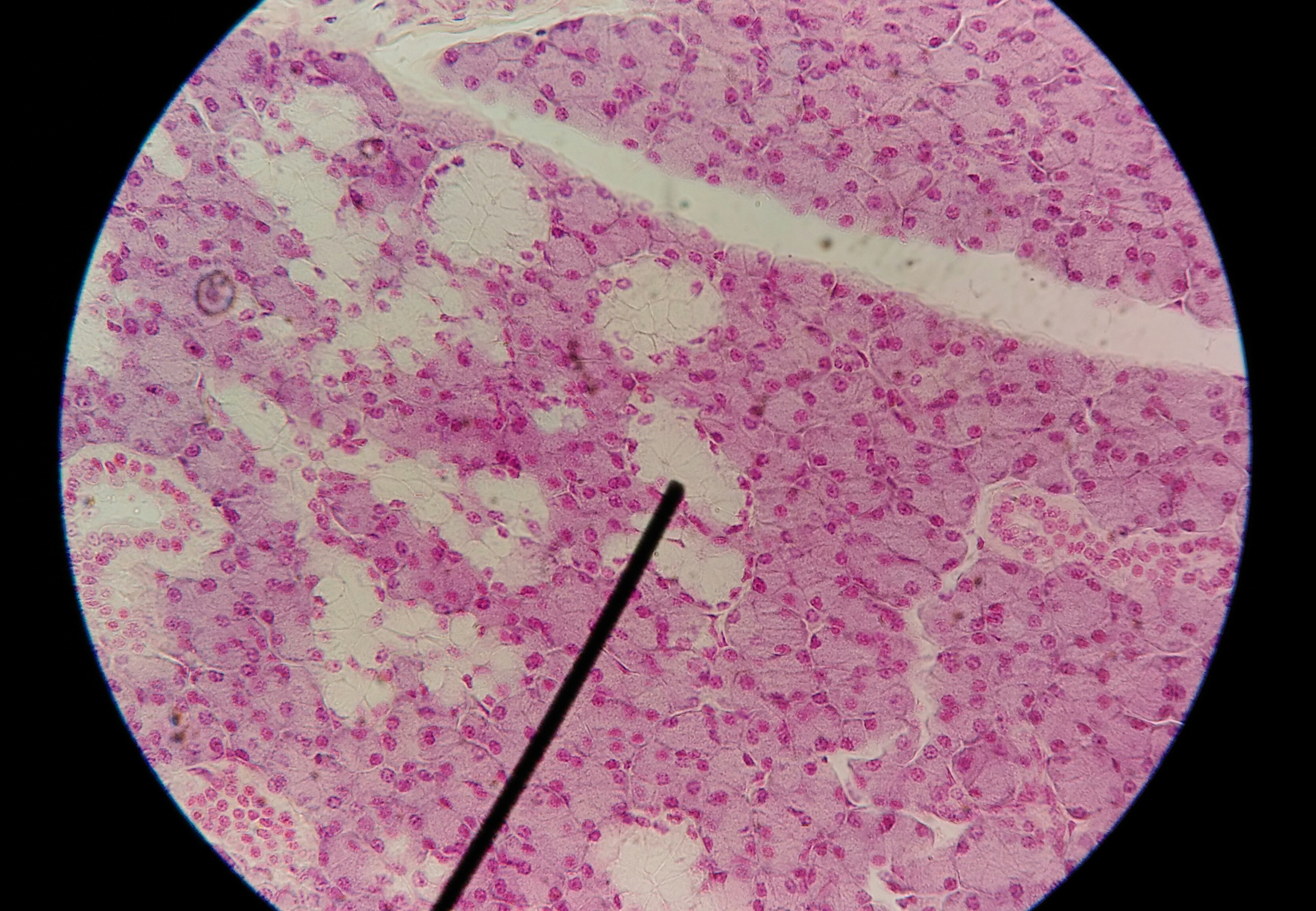 Bacteria Compound Light Microscope Images Micropedia