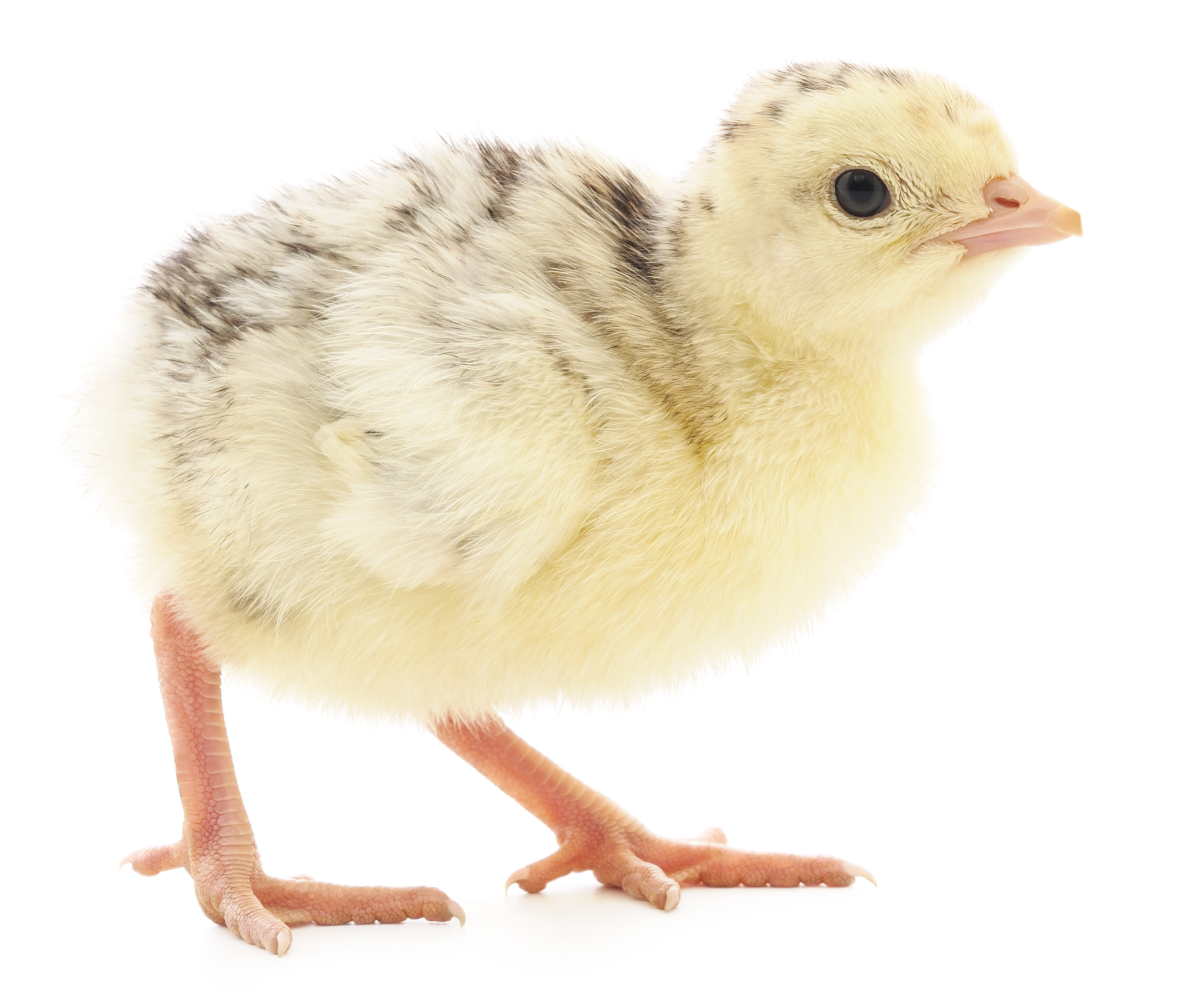 How To Tell If A Chick Is Male Or Female By Wings