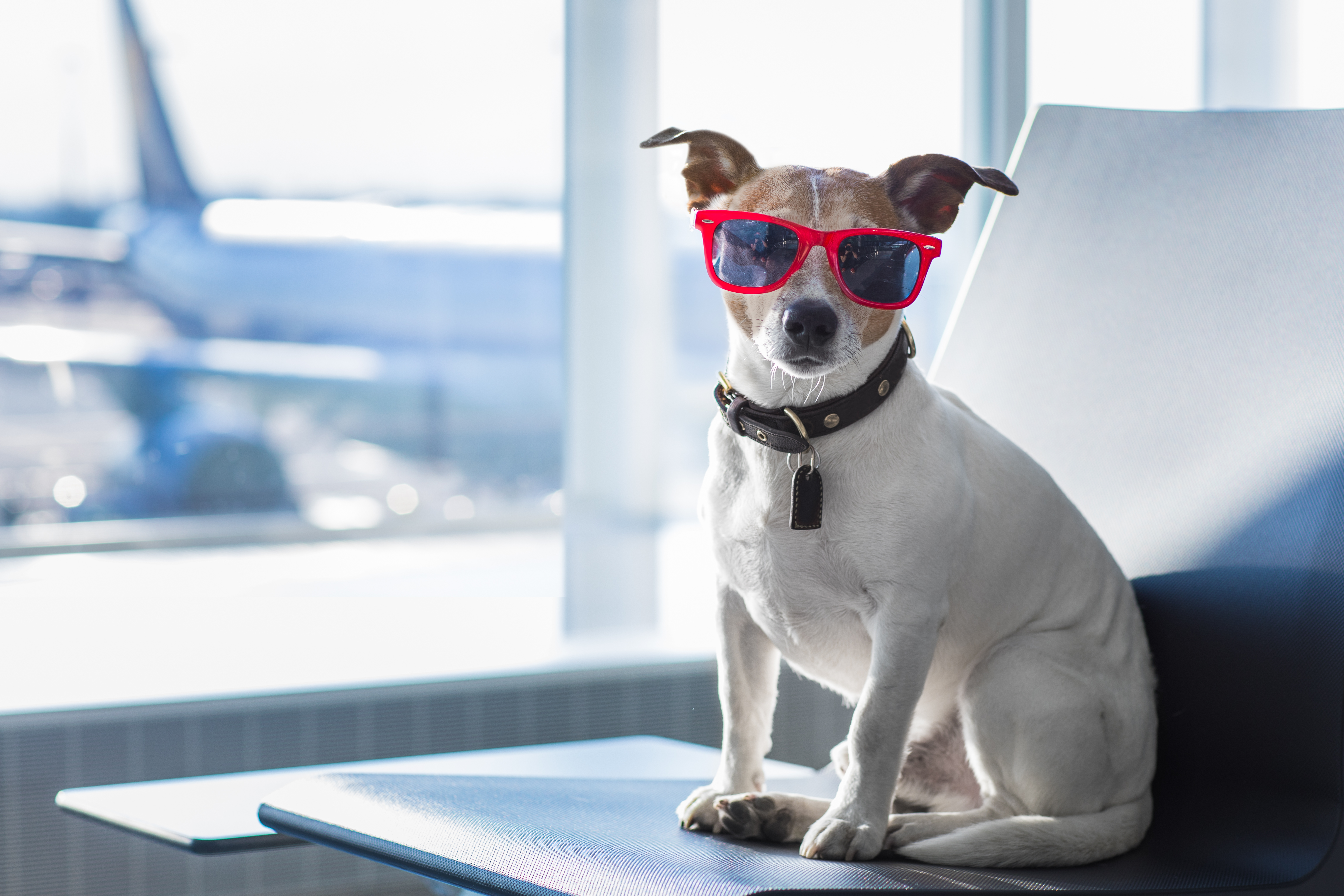 How to Take a Dog on a Plane 10Best