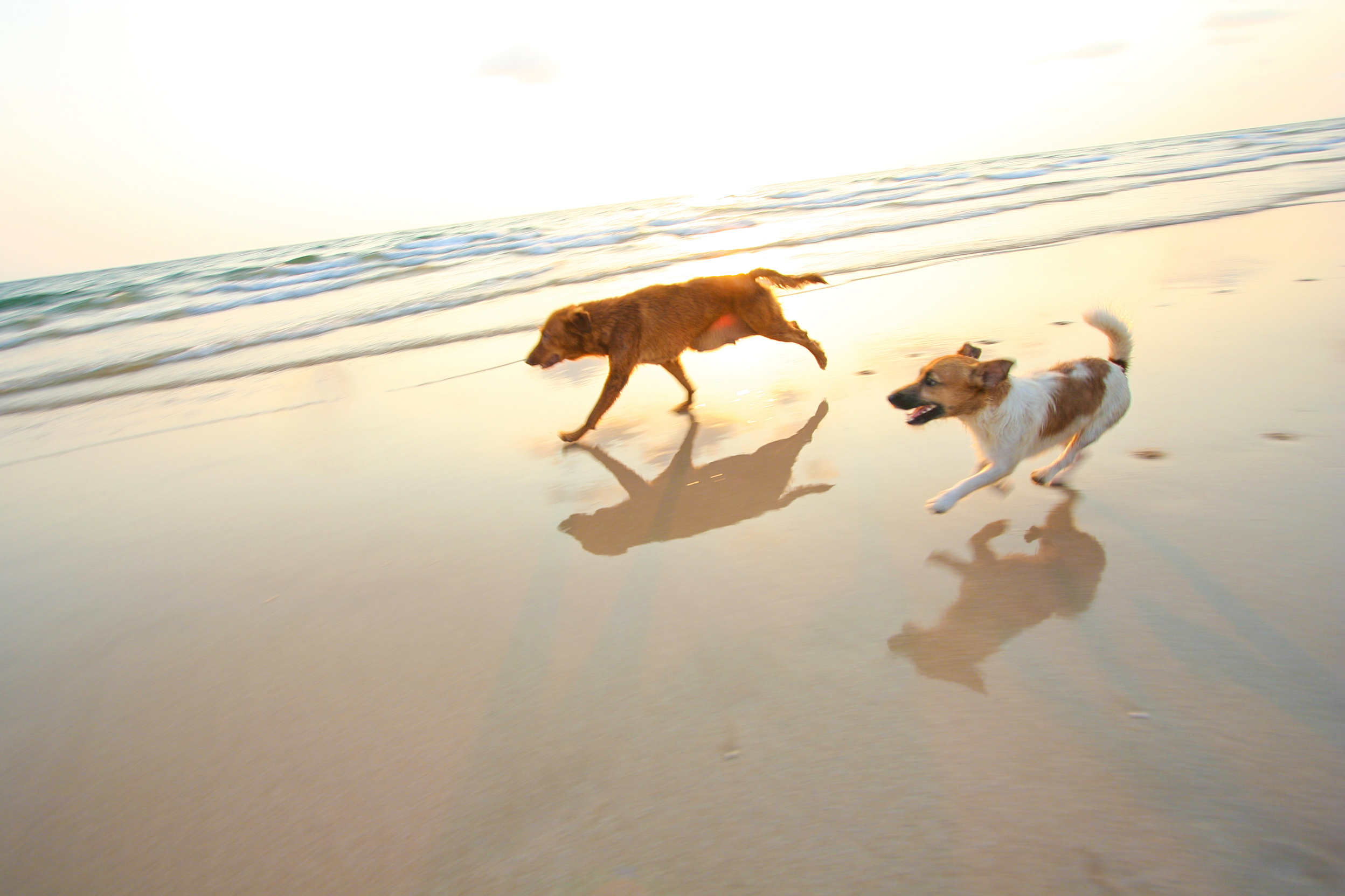 What East Coast Beaches Allow Dogs