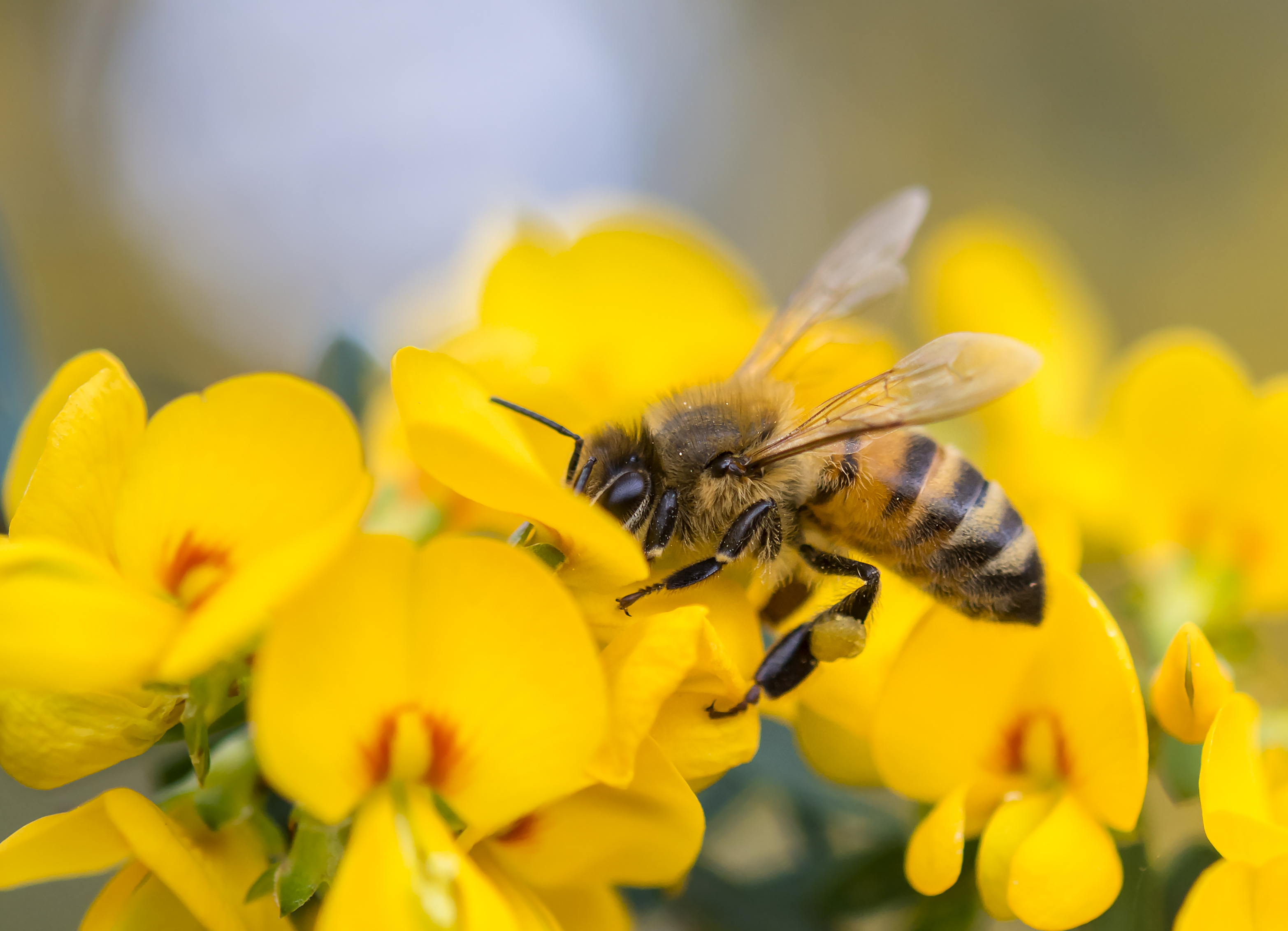 Benefits Of Honey Bees To Agriculture health benefits