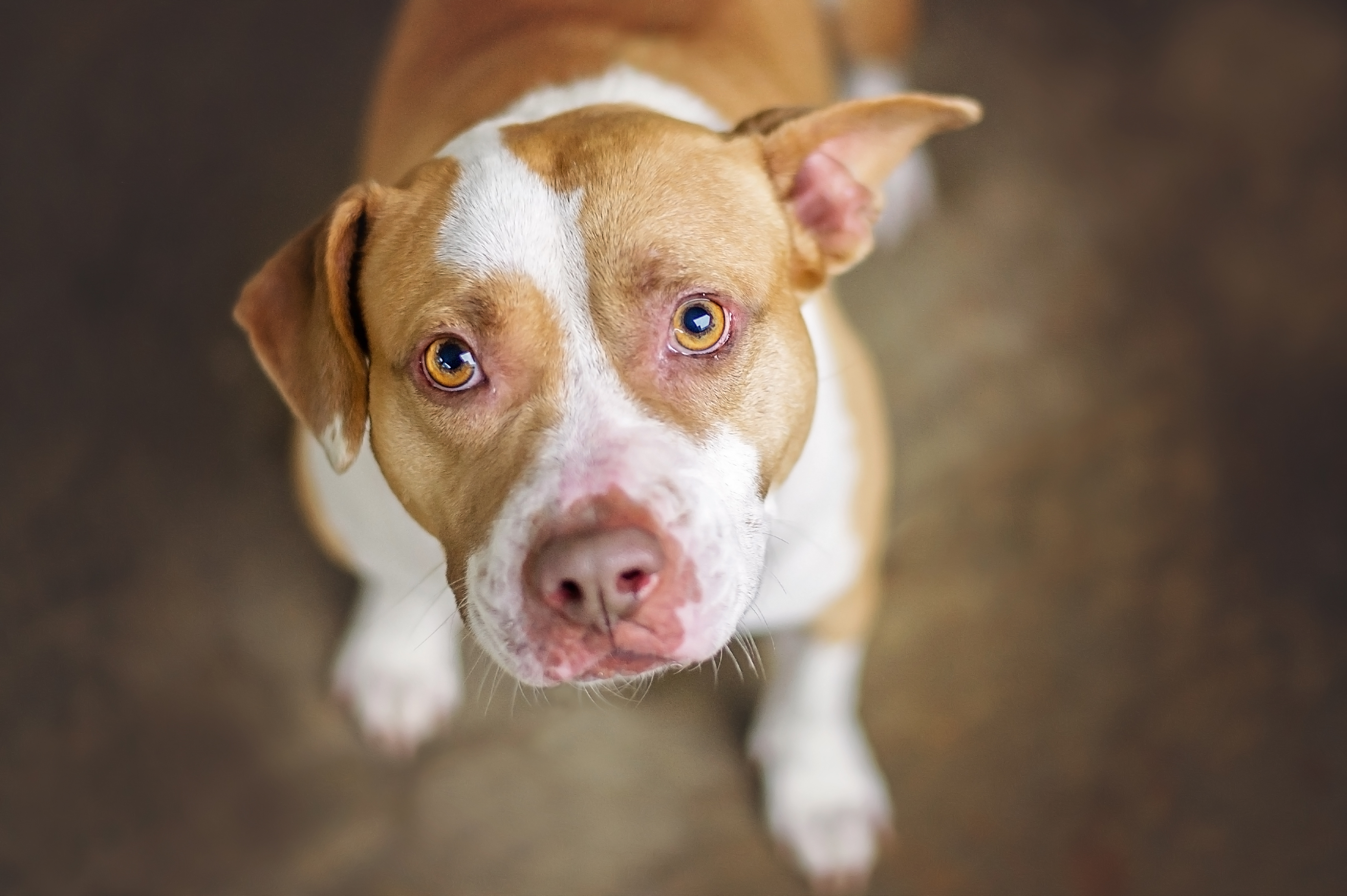 Why Does My Pit Bull Have Bumps On His Head? | Cuteness