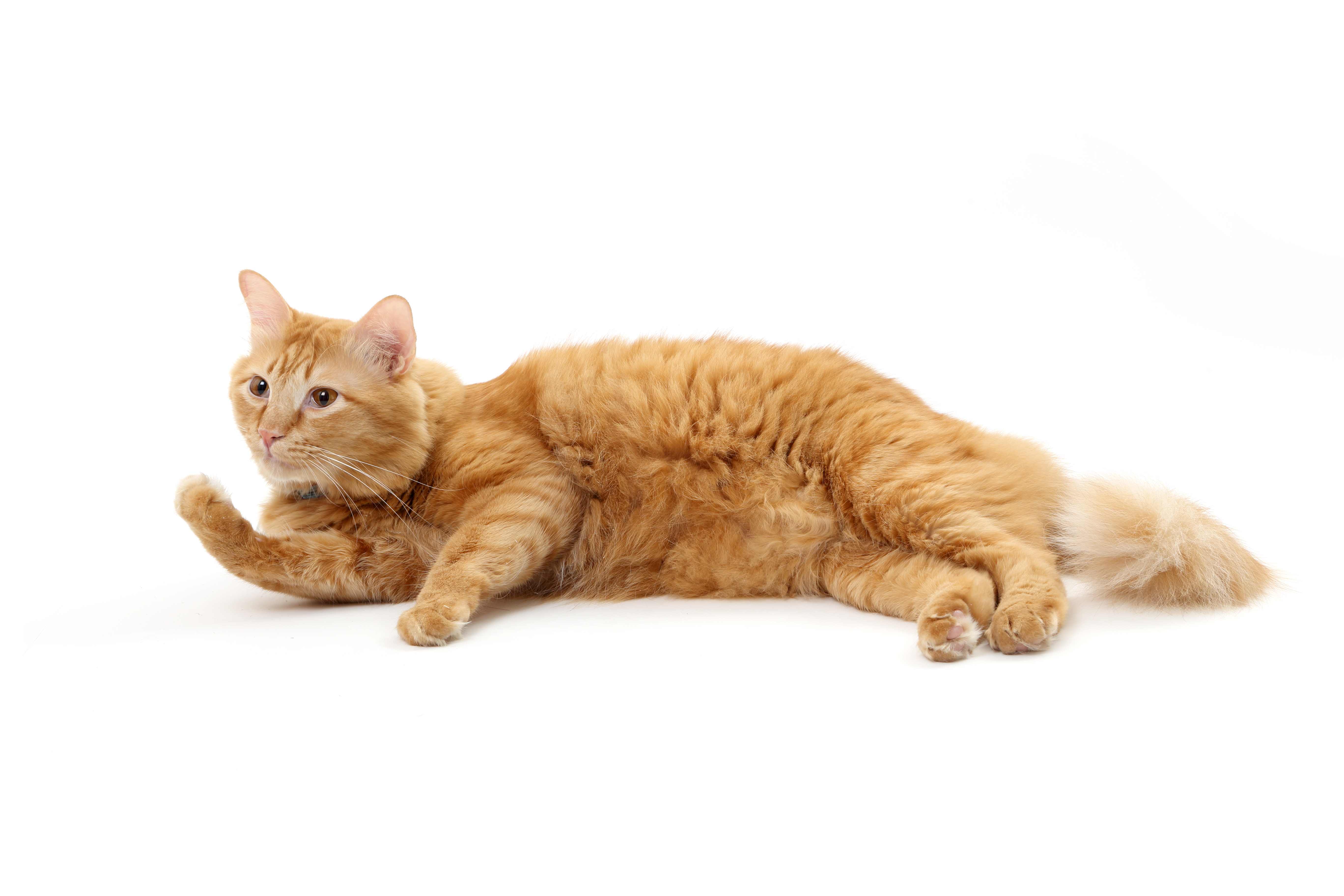 How-Do-Neutered-Male-Cats-Erections
