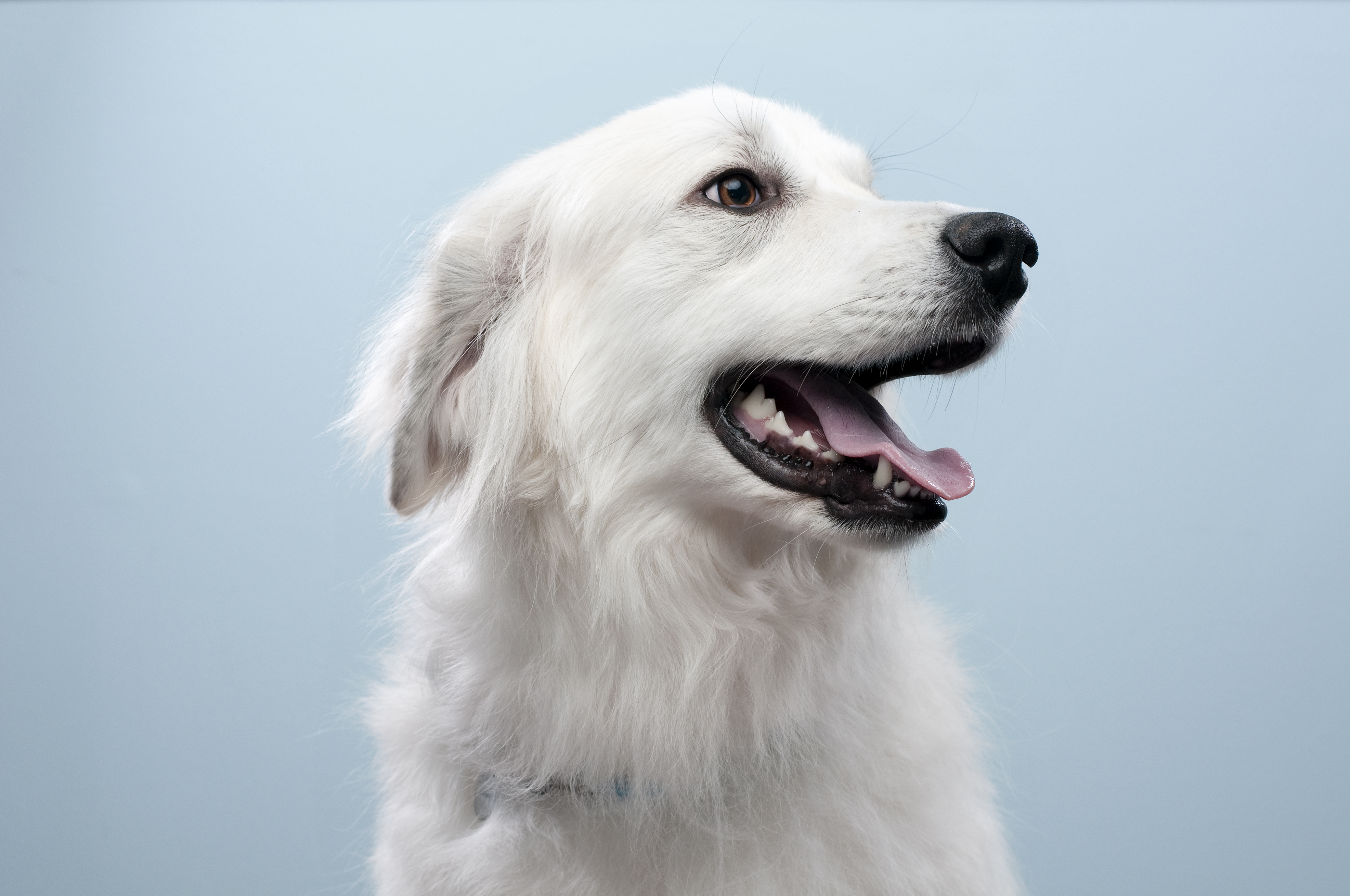What Are The Causes Of White Dog Hair Turning Red? | Cuteness