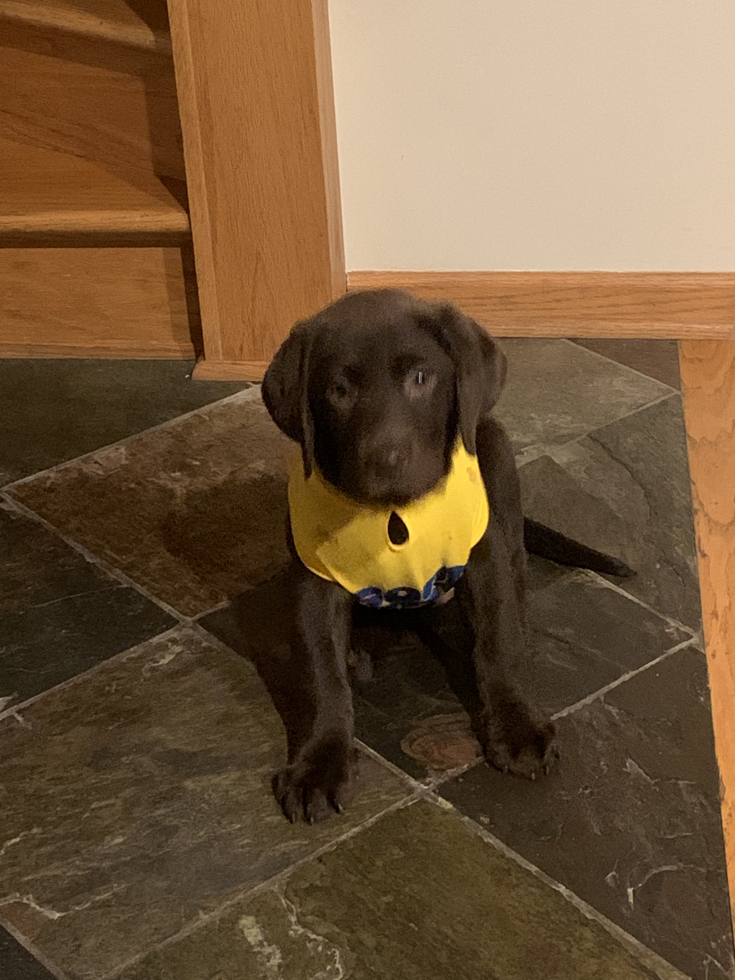 Is Puppyspot A Puppy Mill