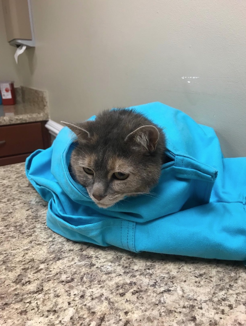 🔥BLACK FRIDAY BUY 1 GET 1 FREE🔥 Cat Carrier Pouch