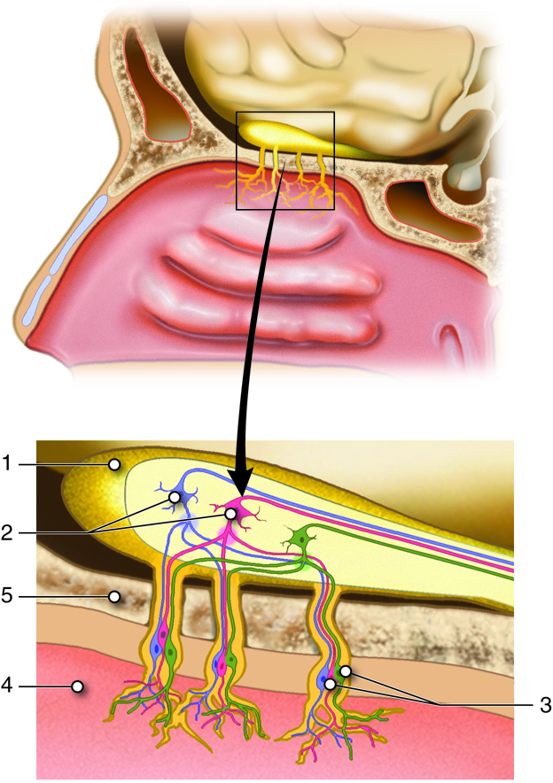 Special Senses Smell (Olfaction) Anatomy and Physiology I