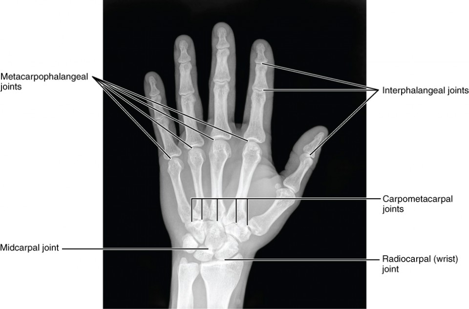 Bones of the Upper Limb Anatomy and Physiology I