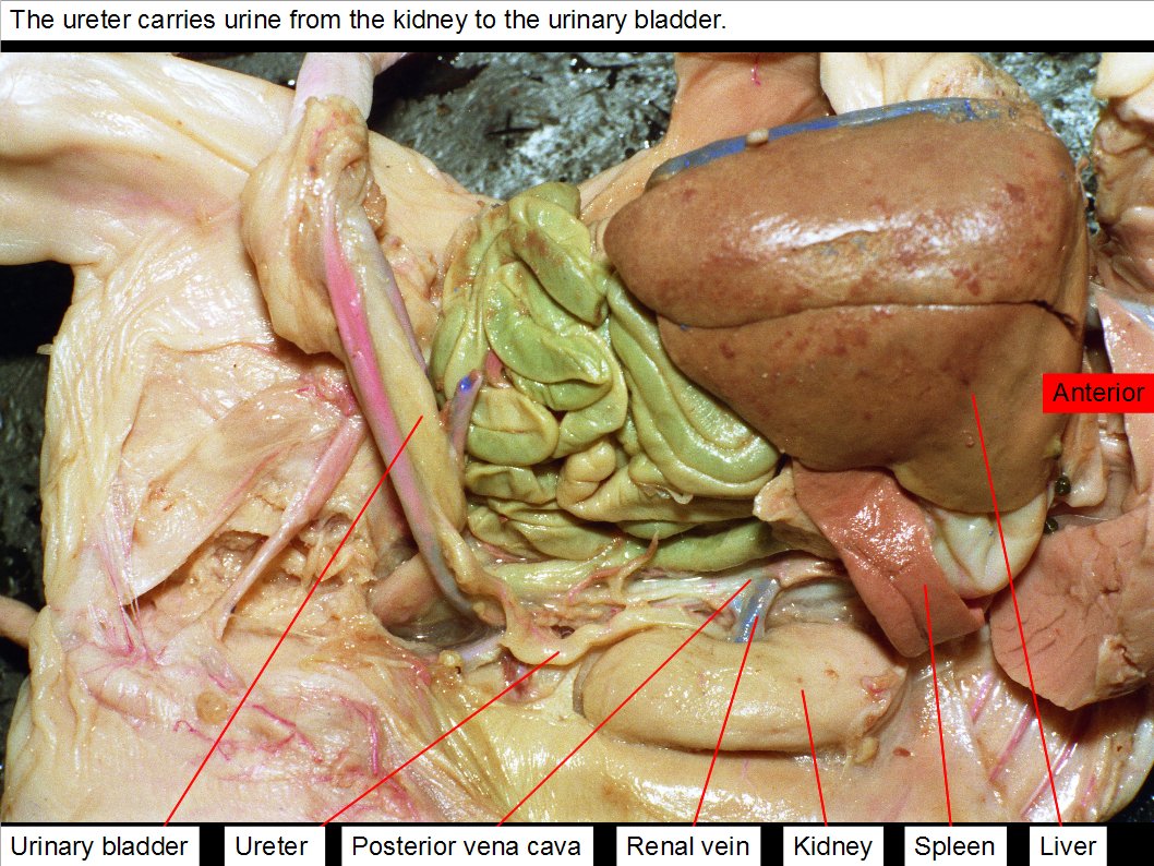 Reading Fetal Pig Dissection Biology II Laboratory Manual