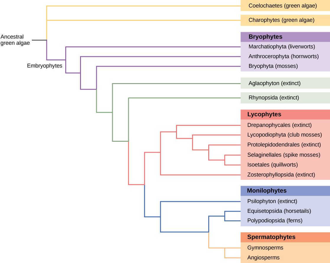 Evolution of Seed Plants Biology for Majors II