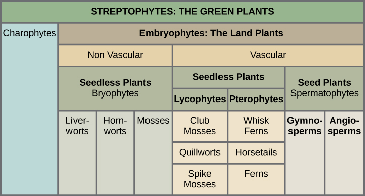 Early Plant Life | Biology For Majors Ii
