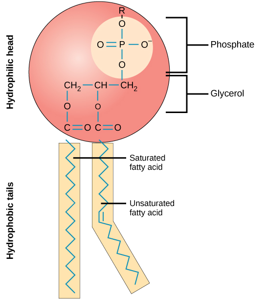 Schematic Diagram Of A Membrane Phospholipid Membrane Cell S