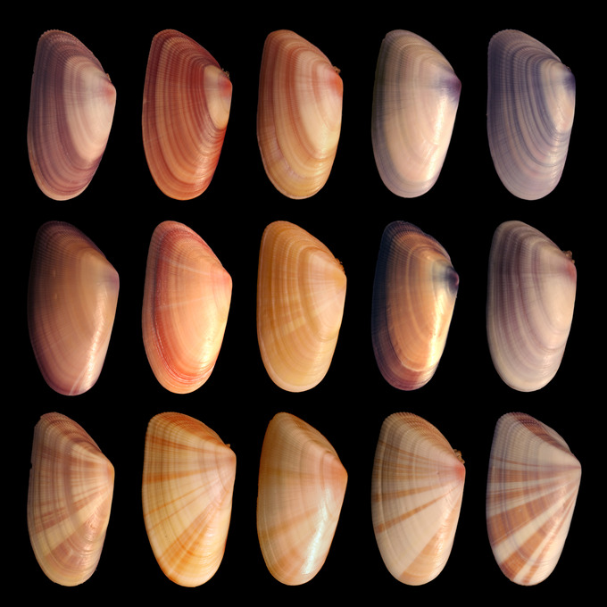 Sources of Variation Boundless Anatomy and Physiology