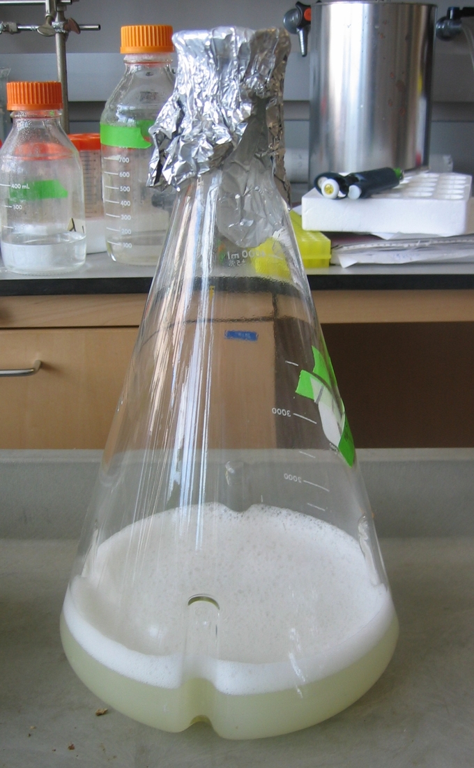 Microbial Culture Methods Boundless Microbiology