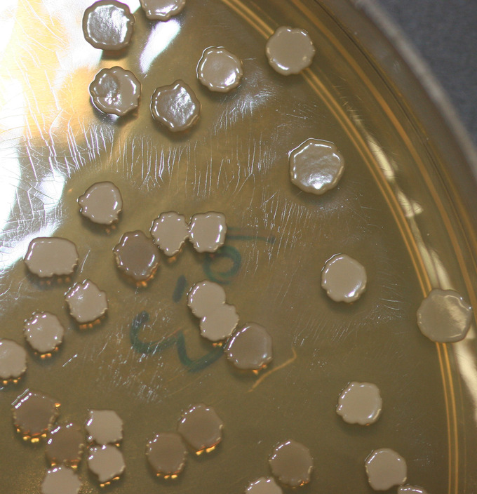 Developmental Regulation Boundless Microbiology