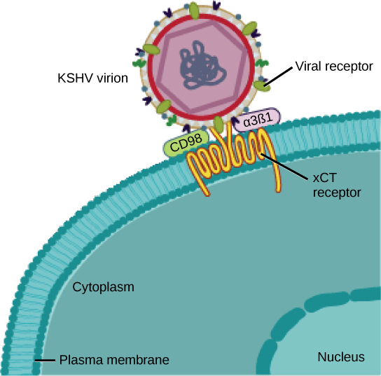 9.2A Viral Morphology Biology LibreTexts