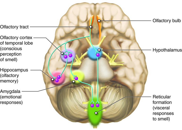 Special Senses Smell (Olfaction) A & P 1/2