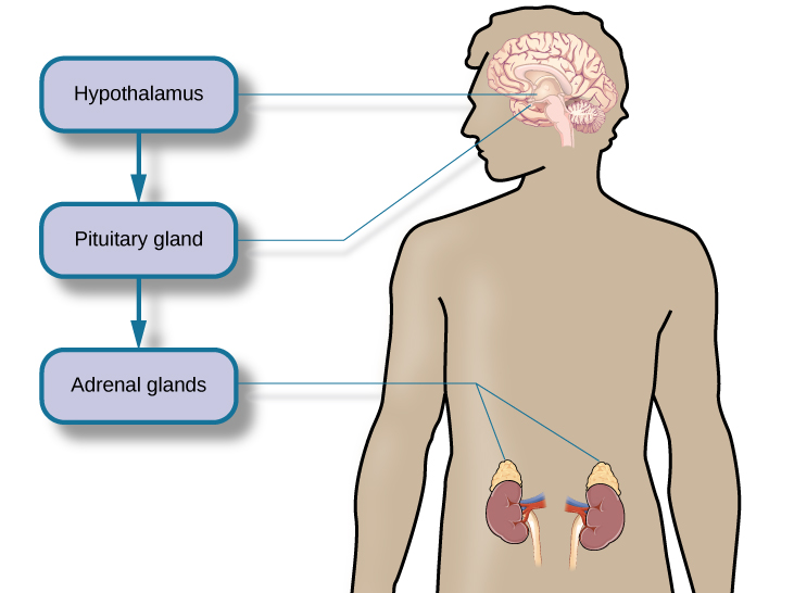 Stress on the Inside Introduction to Psychology