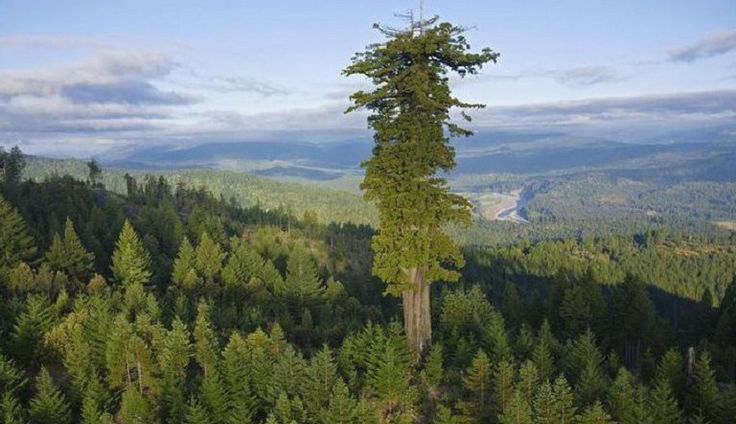 7 Of The World's Most Unique Trees tentreeÂ®