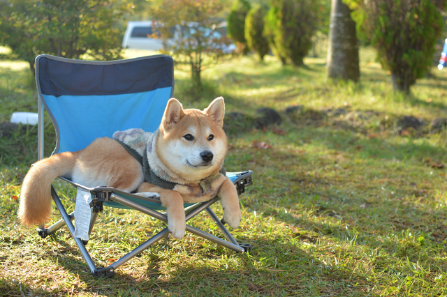 秋は行楽日和！愛犬と一緒にグランピングにでかけよう！関東から行けるおすすめキャンプ場5選 ペットの医学