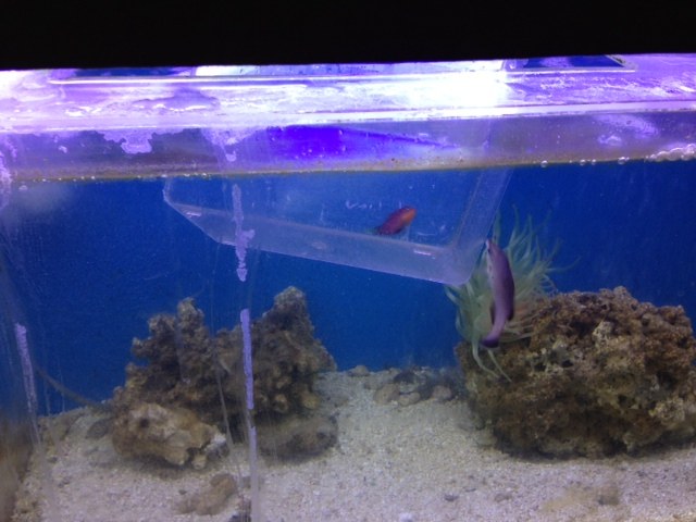 DIY Fish Trap Catches Six Line Wrasse 3reef Aquarium Forums