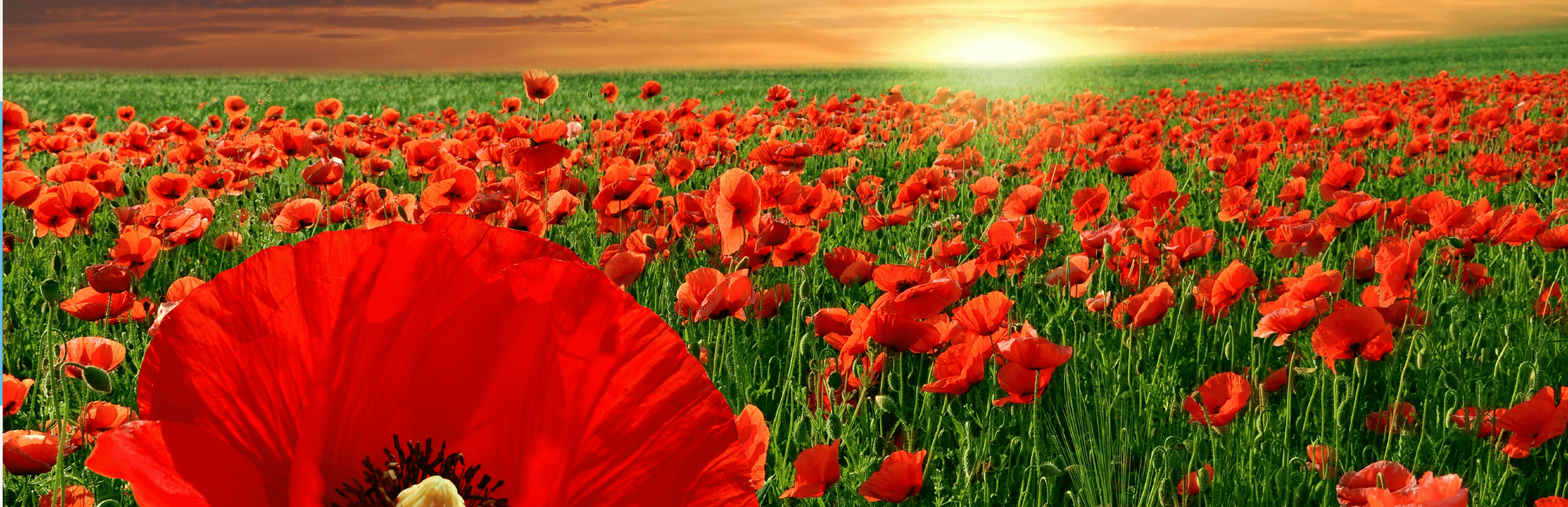 Charles "Doc" Dowling Obituary January 8, 2022 Martin Brothers