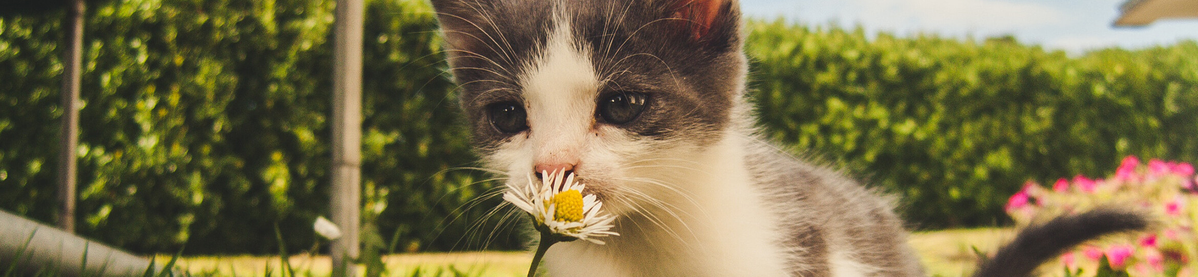 Forever In My Heart Pet Cremation West Granite Falls MN funeral home