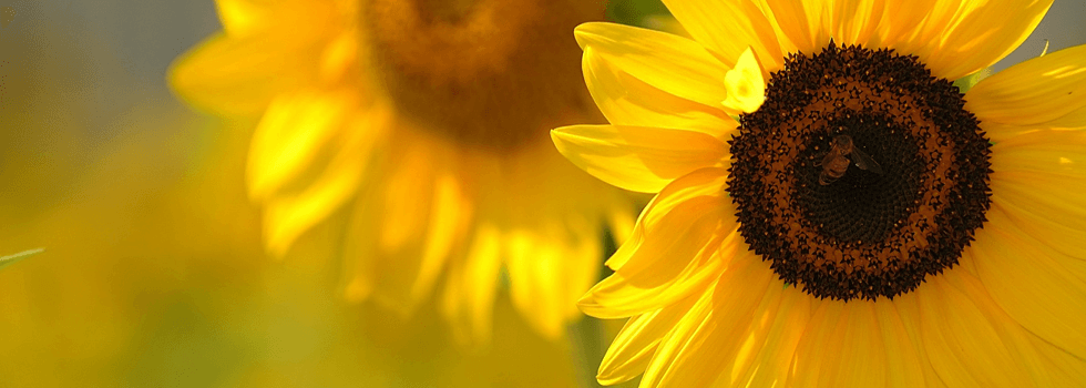 Herring Funeral Care & Cremations Fayetteville NC funeral home and