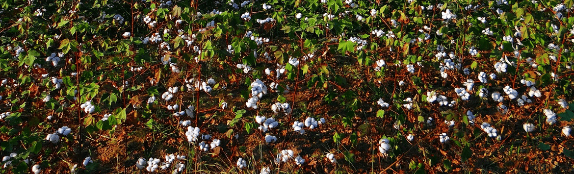 Holmgreen Mortuary Alice TX funeral home and cremation