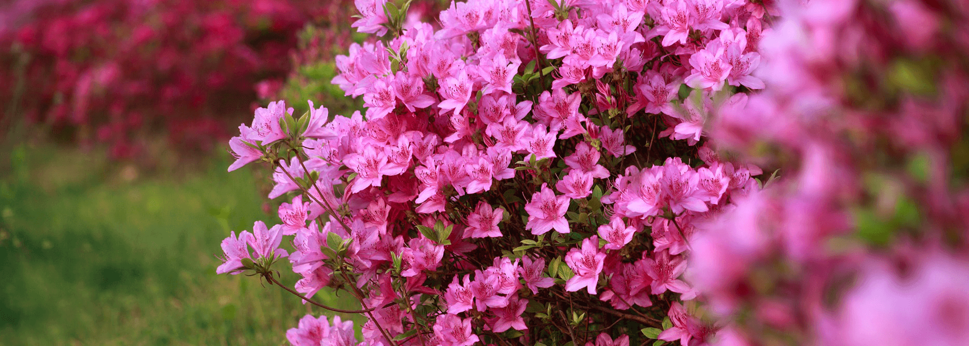 Mobile Funeral Home and Crematory Mobile AL funeral home and cremation