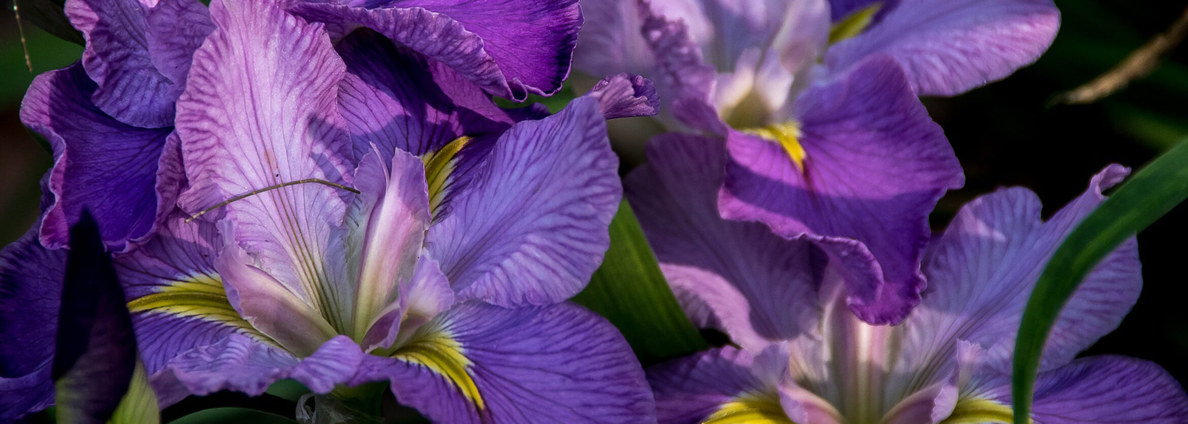 Mitchell Funerals and Cremations Winnsboro LA funeral home and cremation