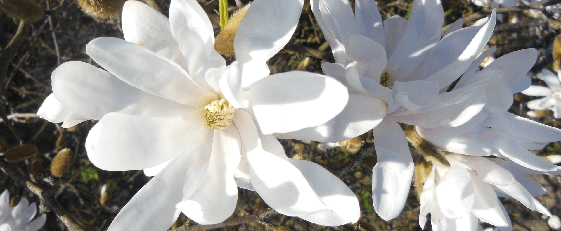 Reed Funeral Chapel Harrisburg IL funeral home and cremation