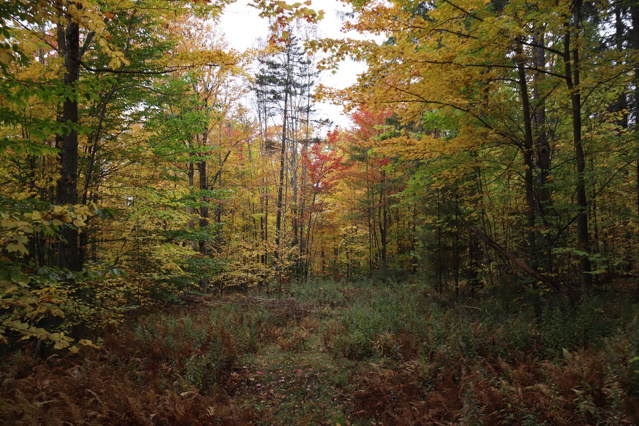Roxbury Cemetery Vt at Bonnie Hunter blog